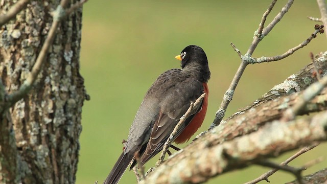 American Robin - ML465777