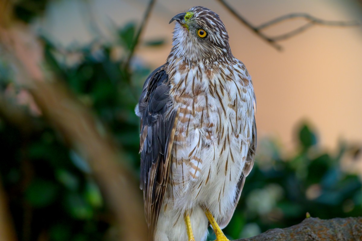 Cooper's Hawk - ML465777601