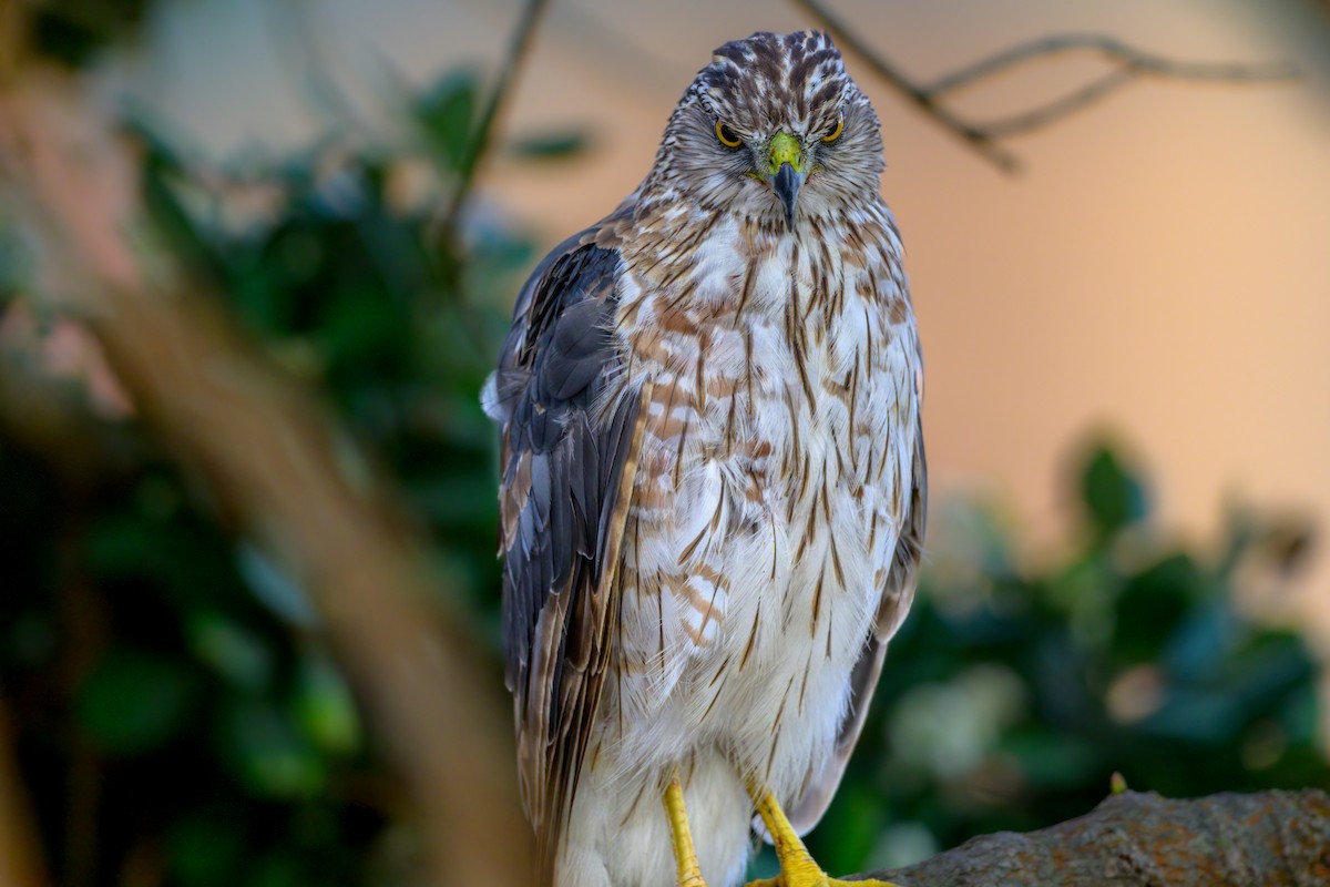 Cooper's Hawk - ML465777611