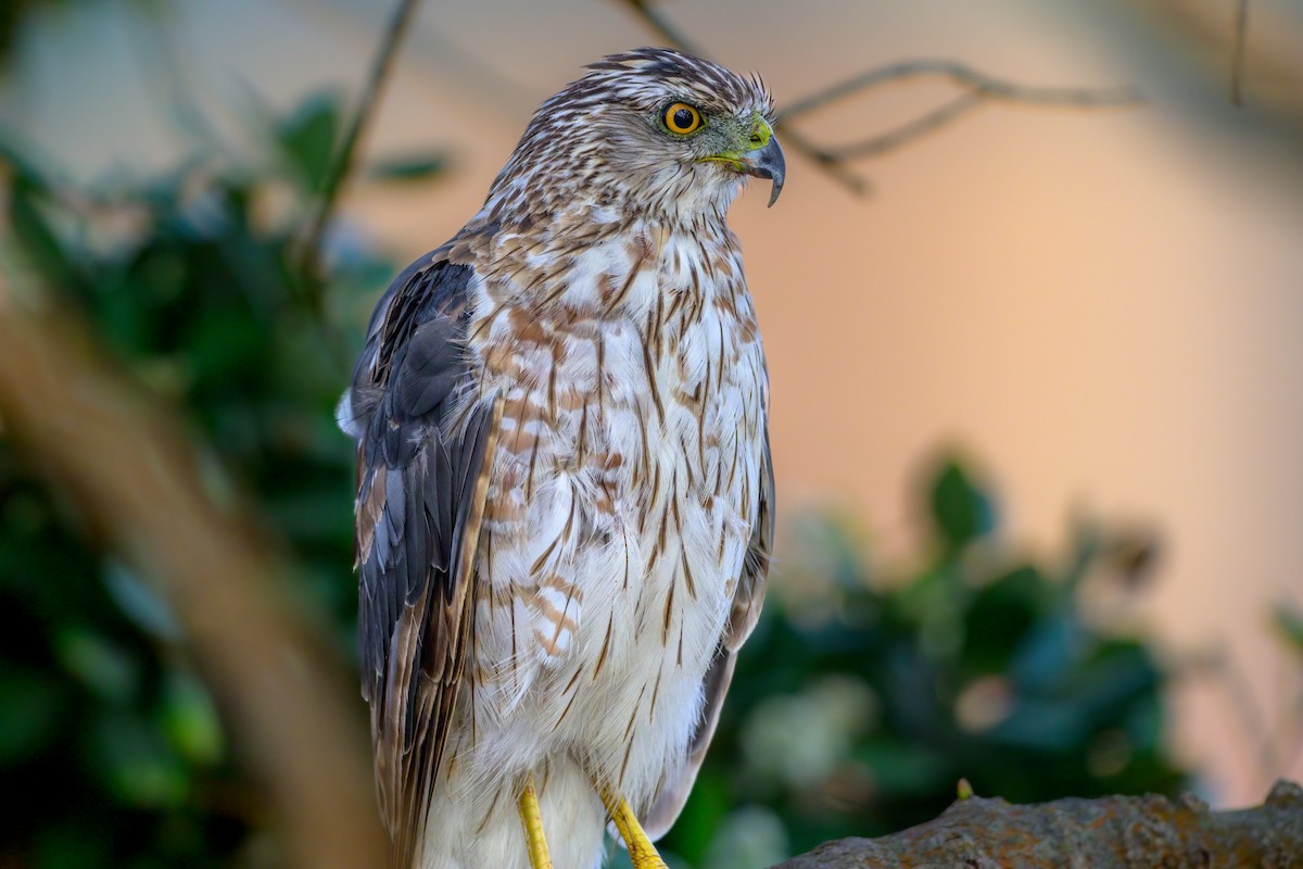 Cooper's Hawk - ML465777621