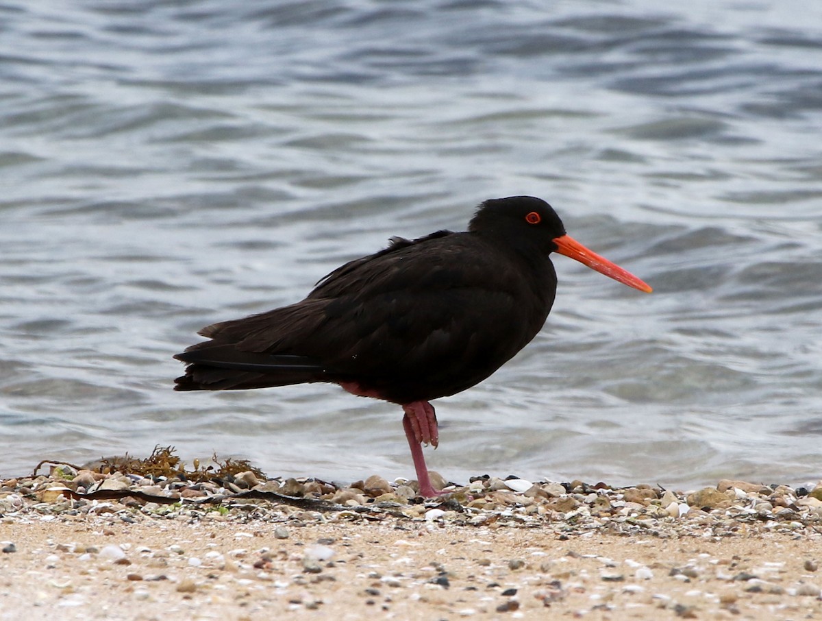 Sooty Oystercatcher - Mel Mitchell