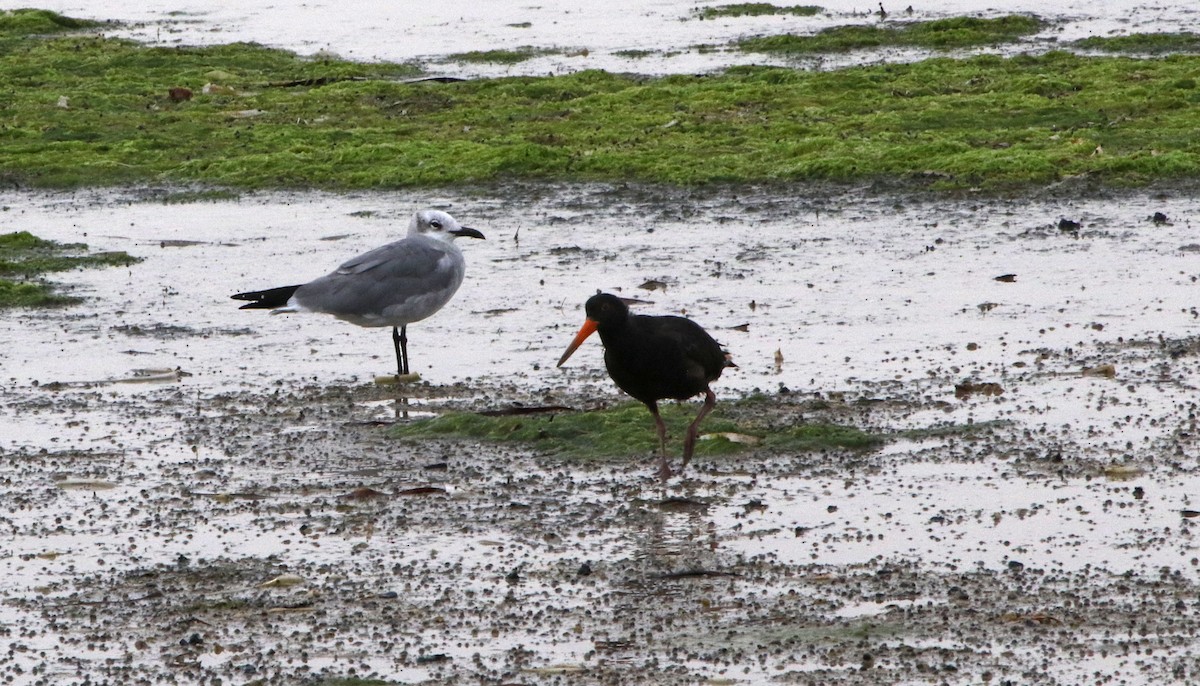 Laughing Gull - ML465777851