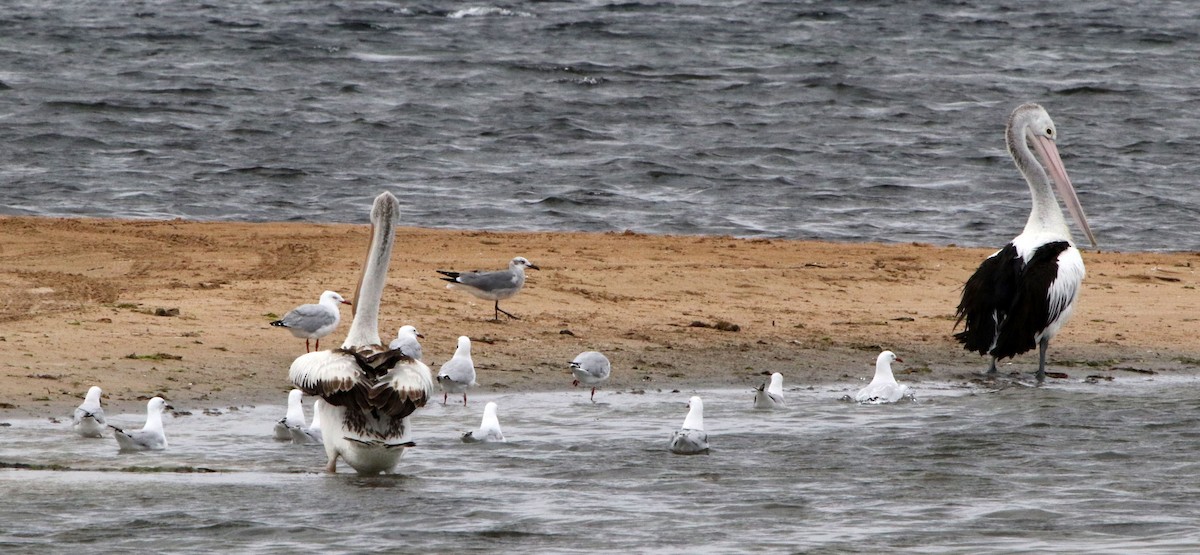 Laughing Gull - Mel Mitchell