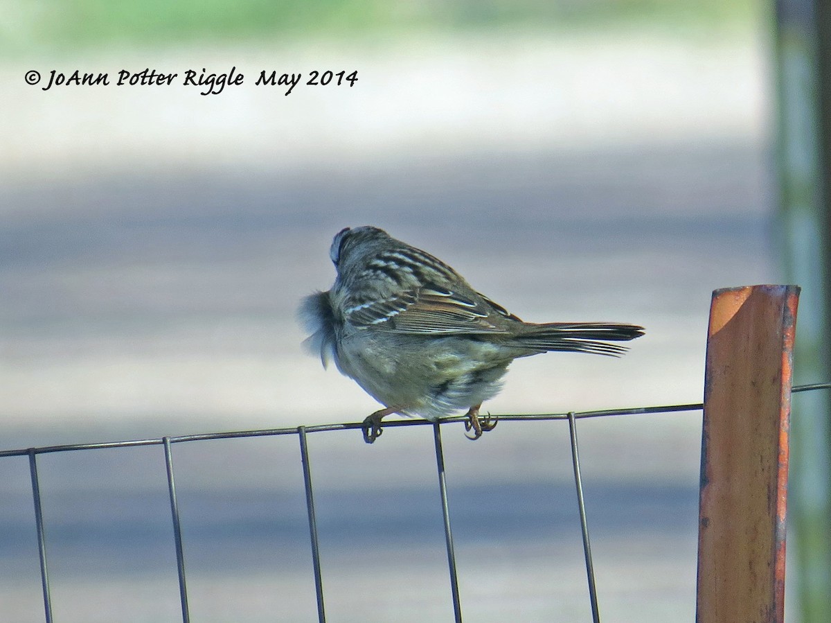 White-crowned Sparrow - JoAnn Potter Riggle 🦤