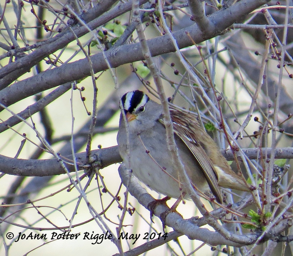 White-crowned Sparrow - JoAnn Potter Riggle 🦤