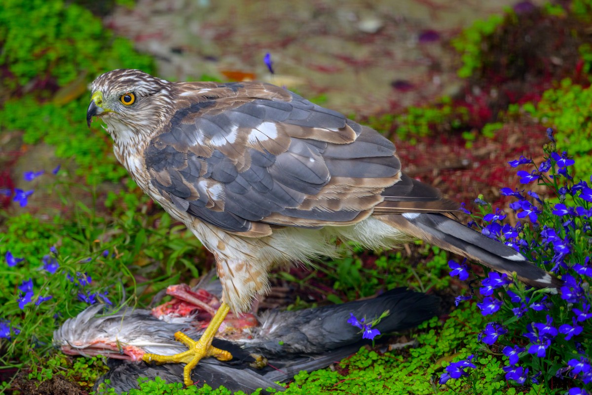 Cooper's Hawk - ML465778121