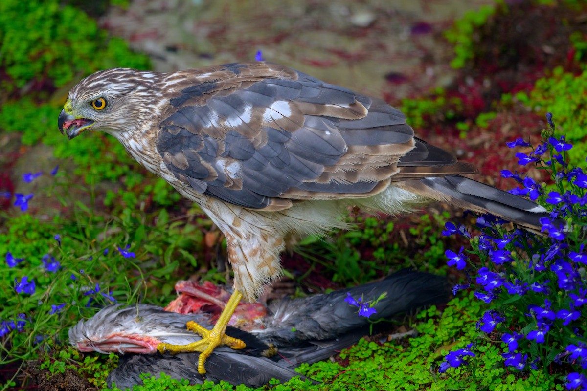 Cooper's Hawk - ML465778131