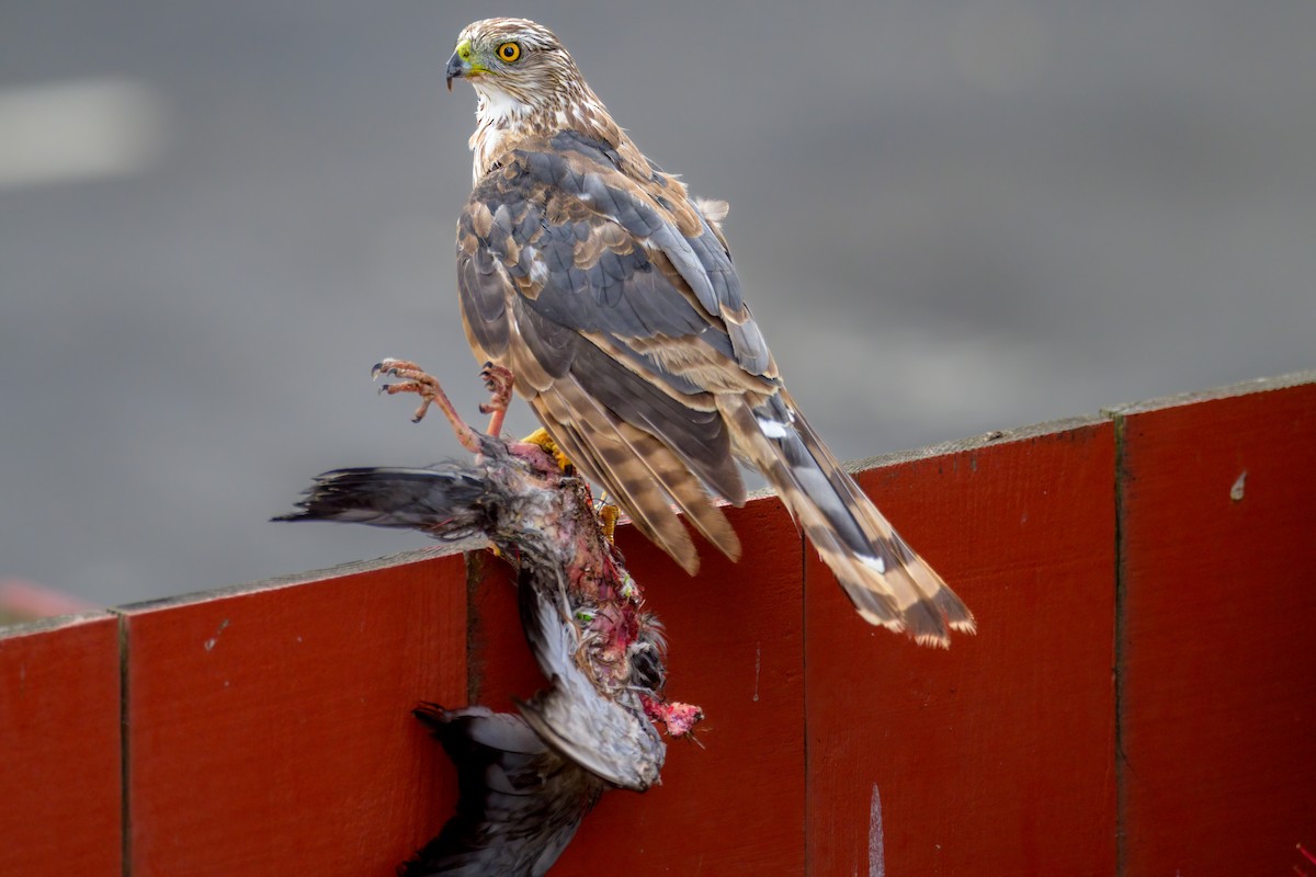 Cooper's Hawk - ML465778161