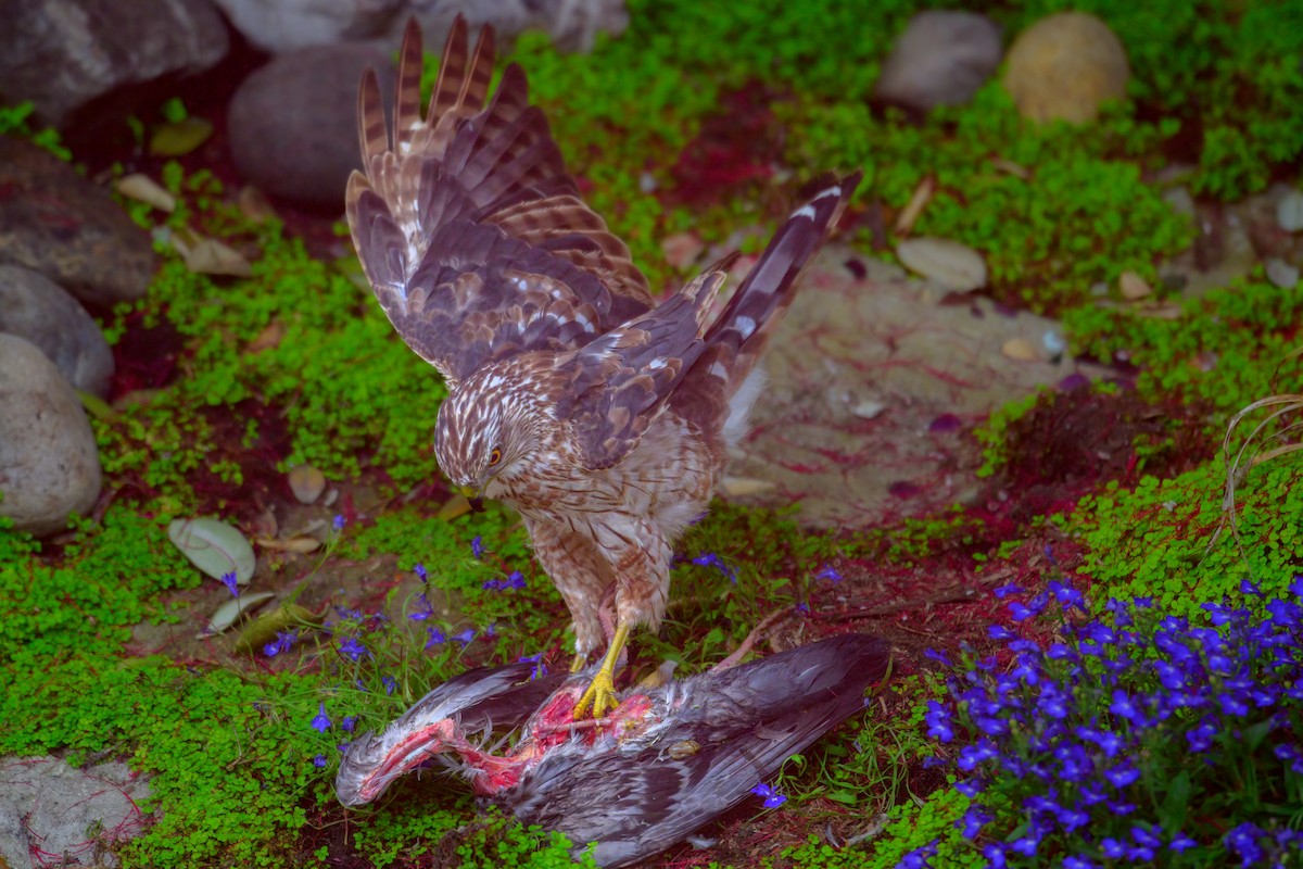 Cooper's Hawk - ML465778171