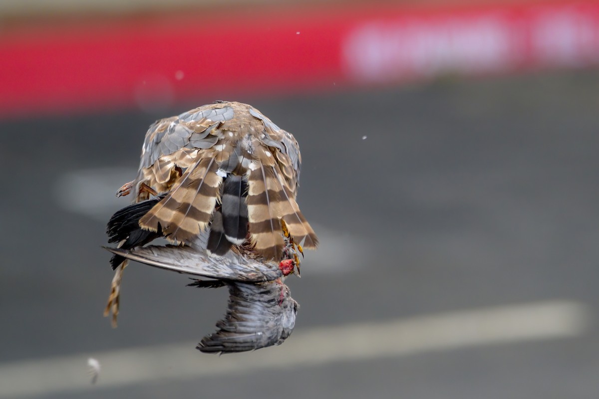 Cooper's Hawk - ML465778191