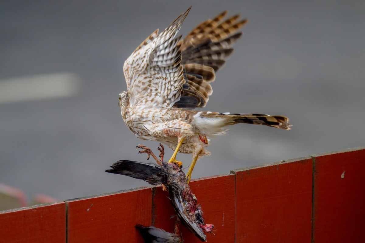 Cooper's Hawk - ML465778211