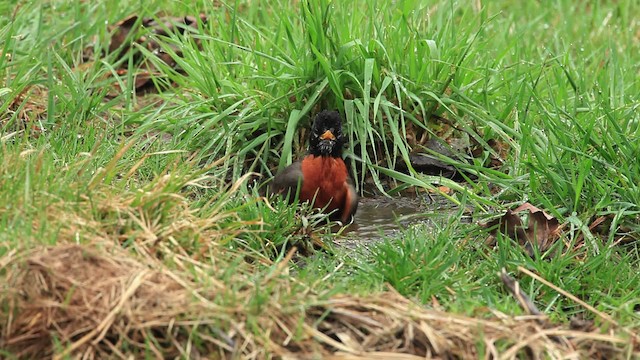 American Robin - ML465779