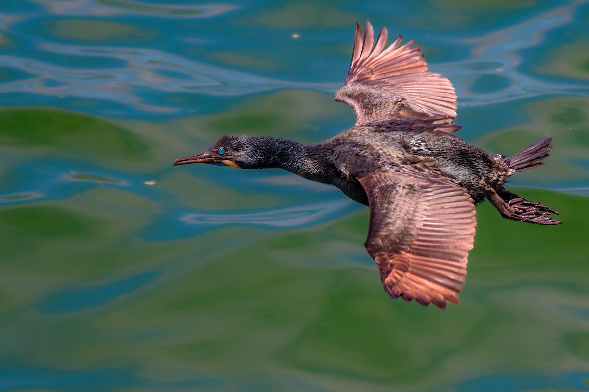 Brandt's Cormorant - ML465779681