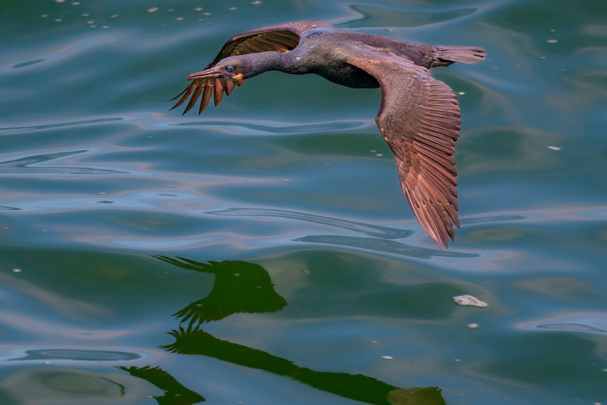 Brandt's Cormorant - ML465779691