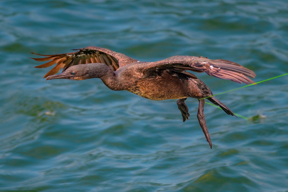 Brandt's Cormorant - ML465779711