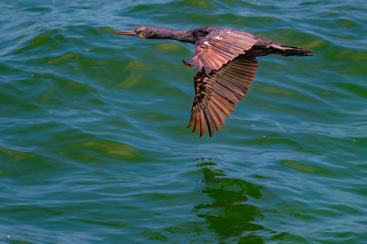 Brandt's Cormorant - ML465779841