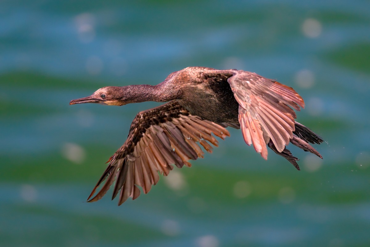 Brandt's Cormorant - ML465779871