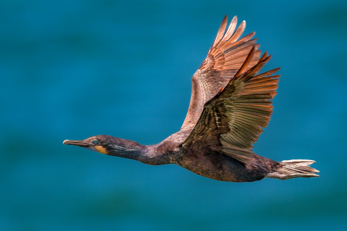 Brandt's Cormorant - David Chamberlin