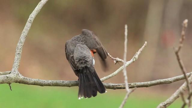 American Robin - ML465780