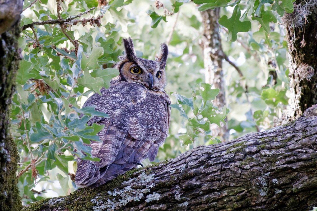 Great Horned Owl - ML465780081