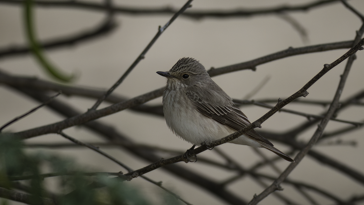 Euli-txori grisa [striata Taldekoa] - ML465780171