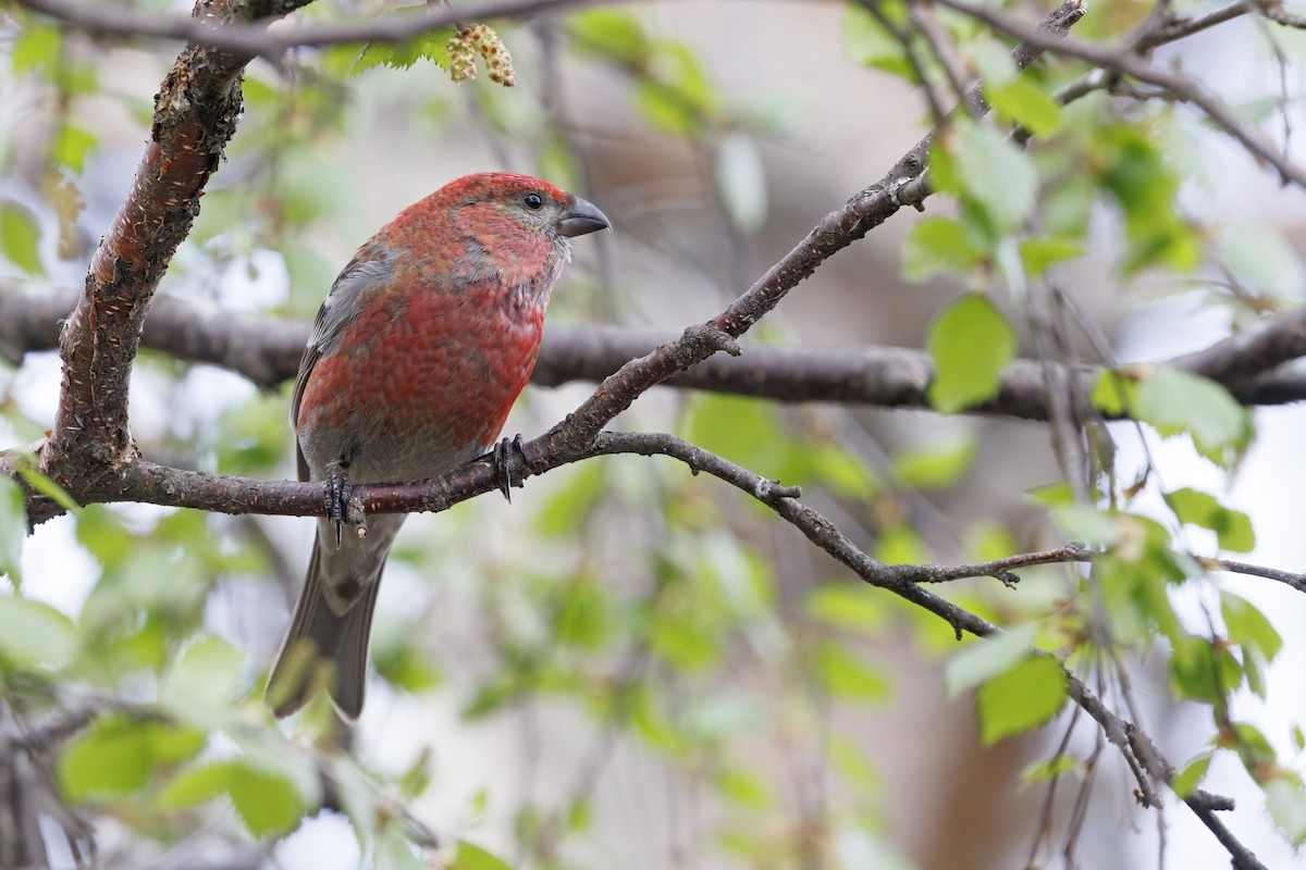 Pine Grosbeak - ML465780241