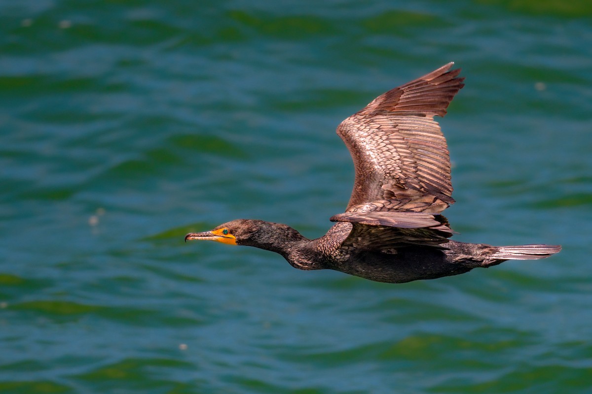 קורמורן אמריקני - ML465780381