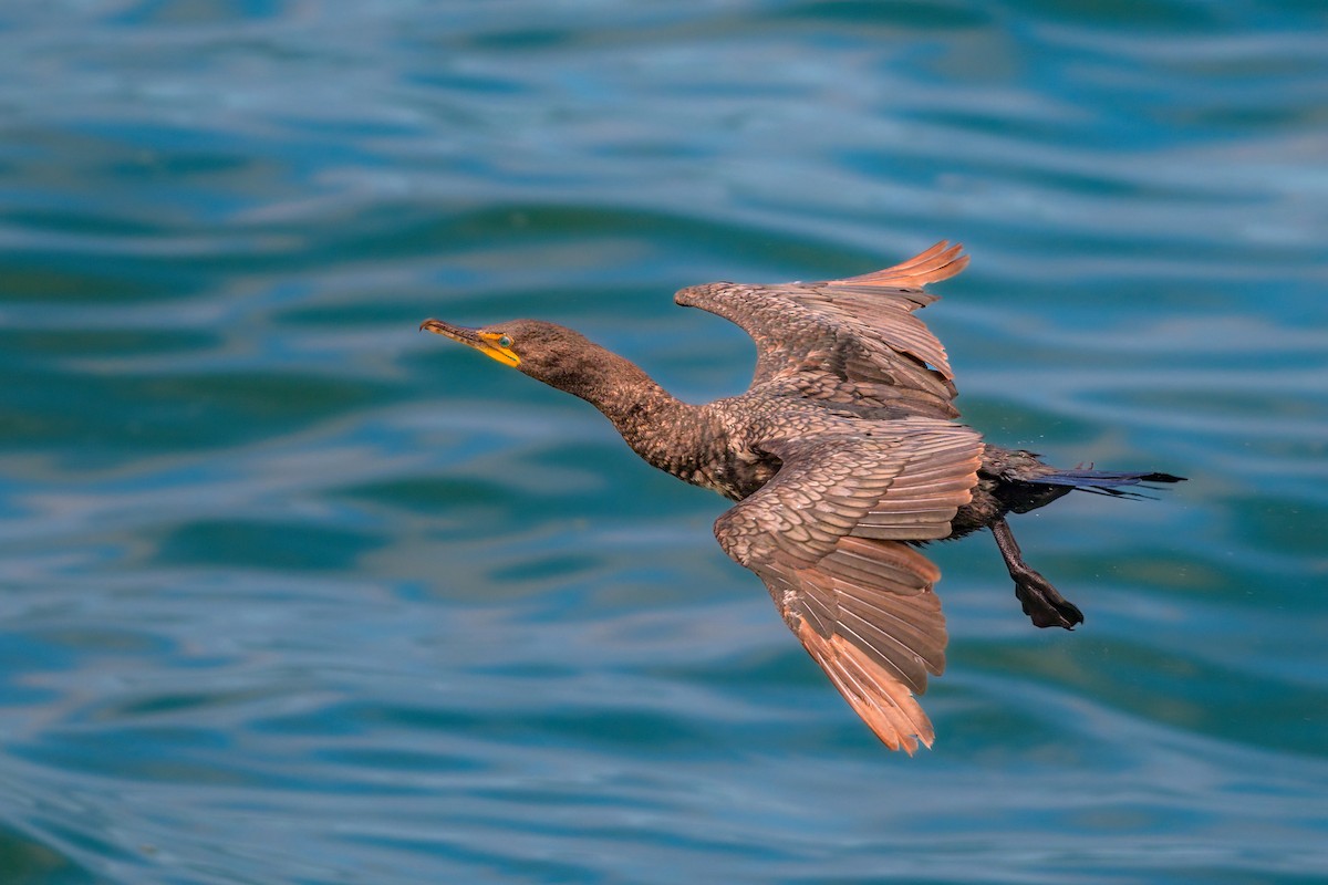 Cormorán Orejudo - ML465780391