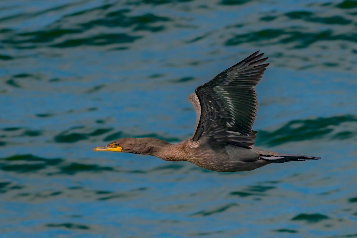 קורמורן אמריקני - ML465780411