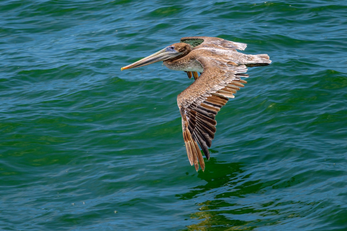 שקנאי חום - ML465780731
