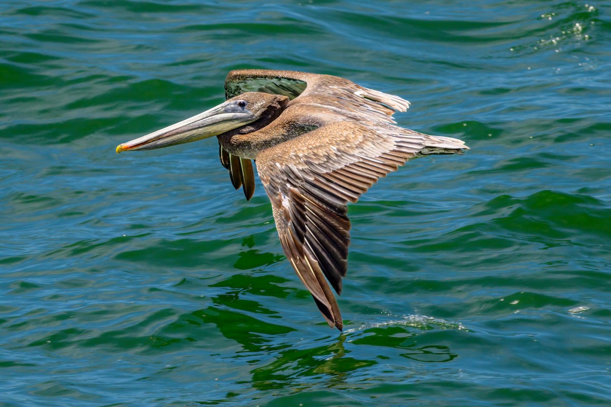 Brown Pelican - ML465780741