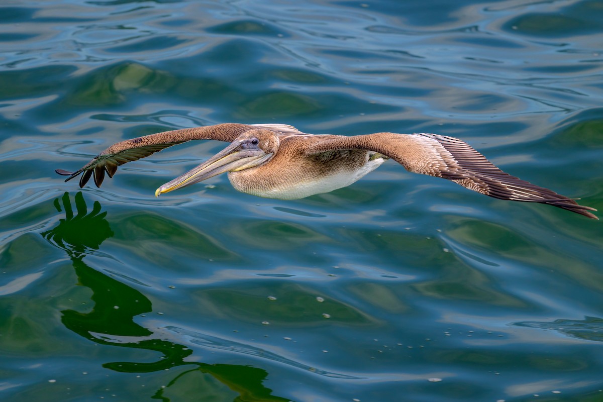 Brown Pelican - ML465780751