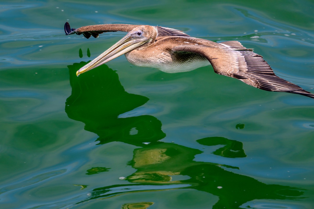 שקנאי חום - ML465780761