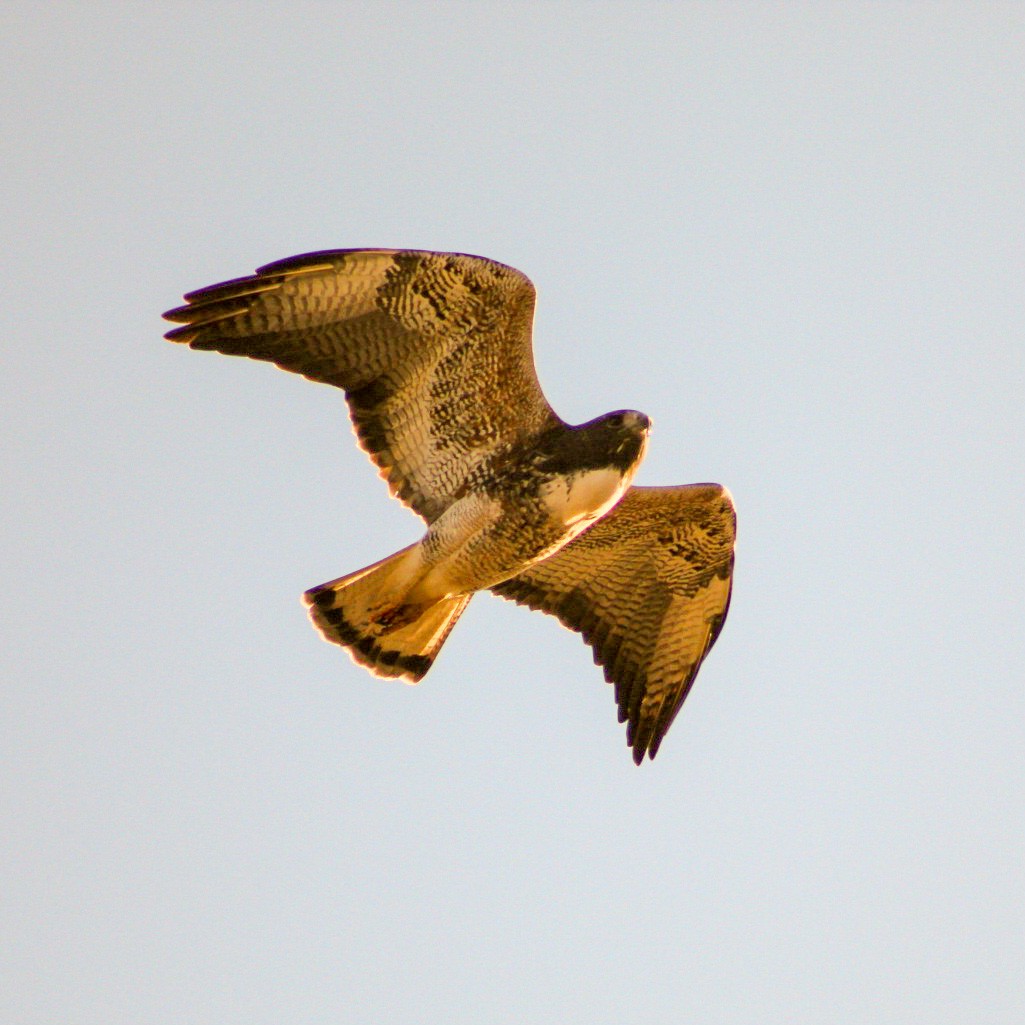 White-tailed Hawk - ML465781171