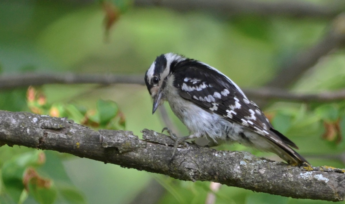 Downy Woodpecker - Chad Kowalski