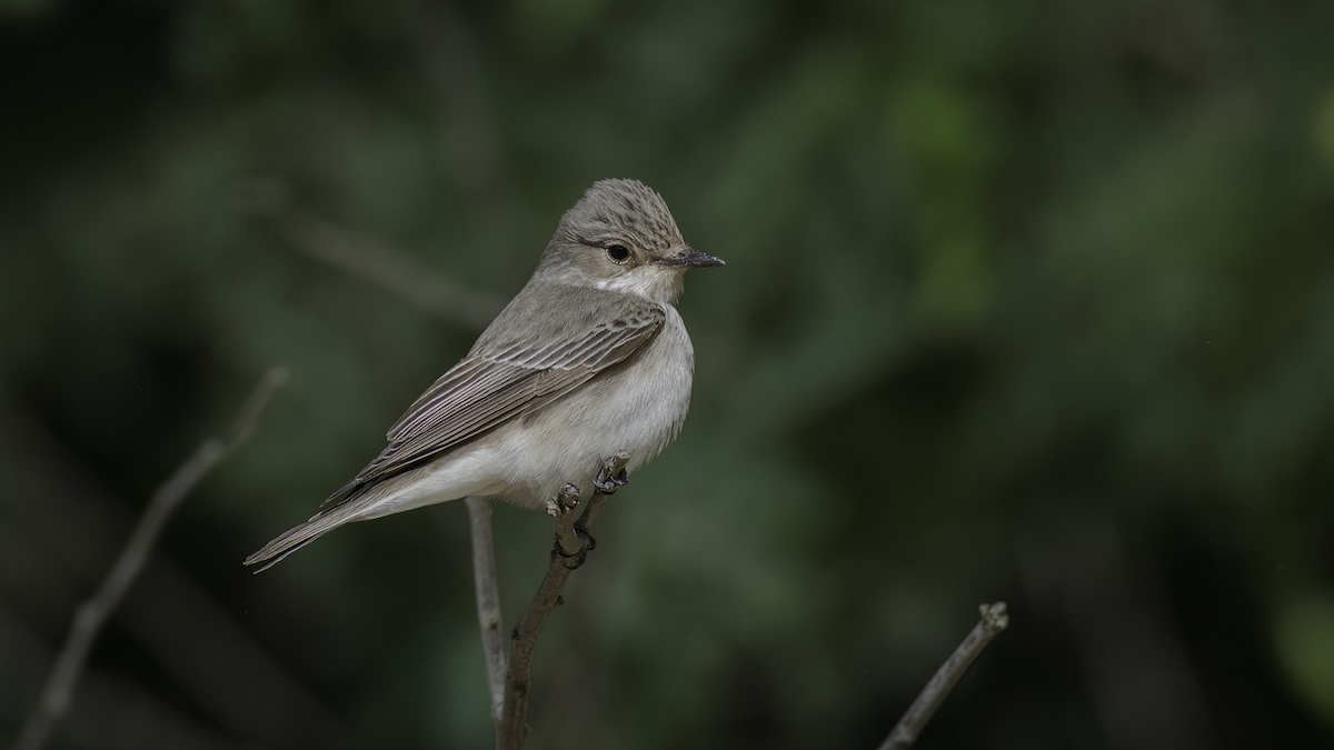 Spotted Flycatcher (Spotted) - Markus Craig
