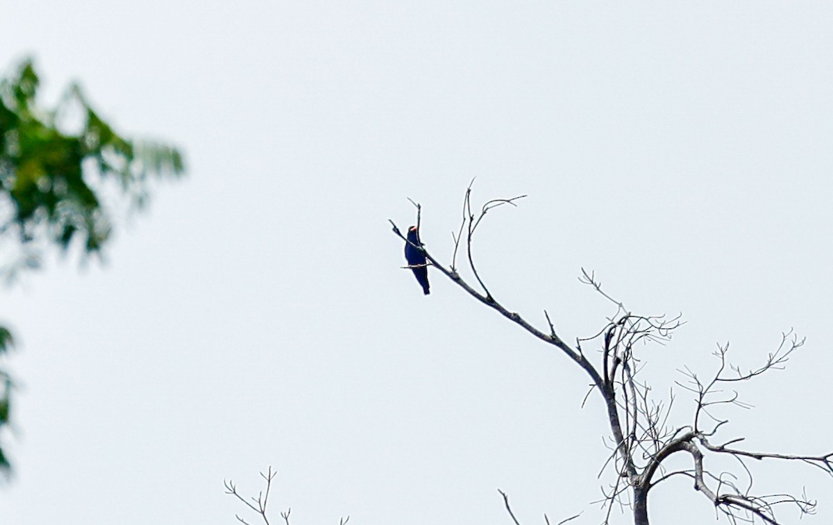 Carraca Moluqueña - ML465781921