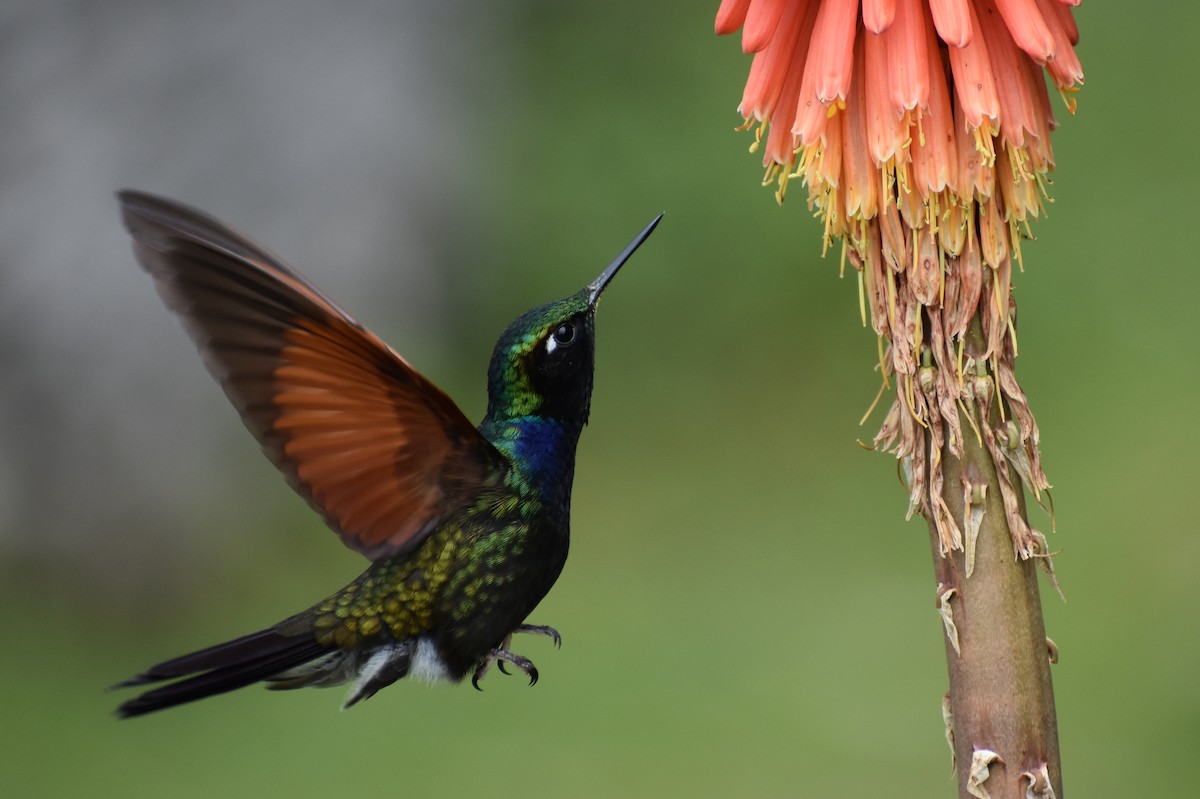 Garnet-throated Hummingbird - YENER GRANADOS HERRERA