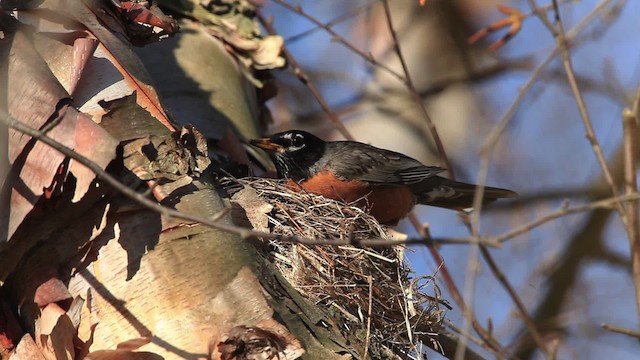 American Robin - ML465782