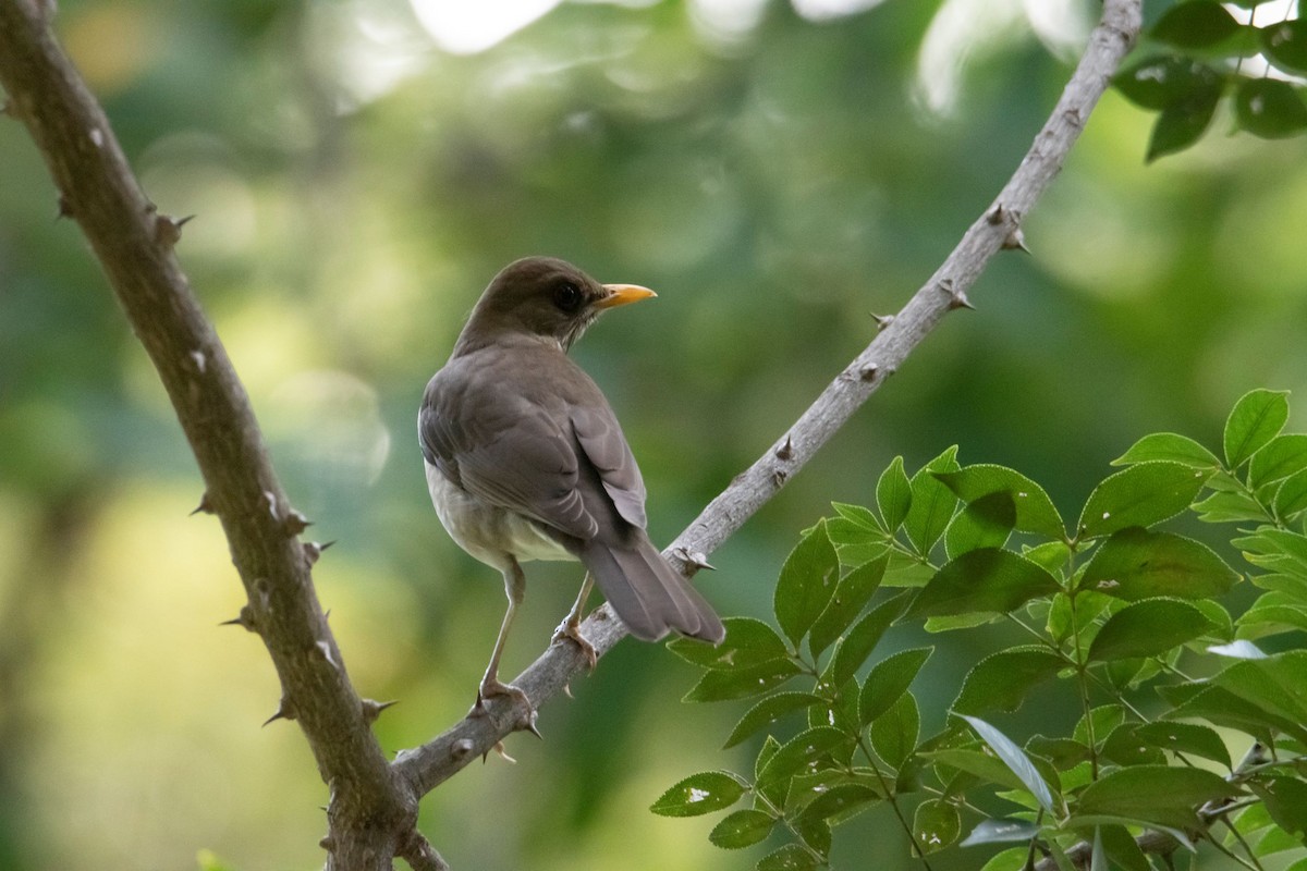 Creamy-bellied Thrush - Andy Bowen