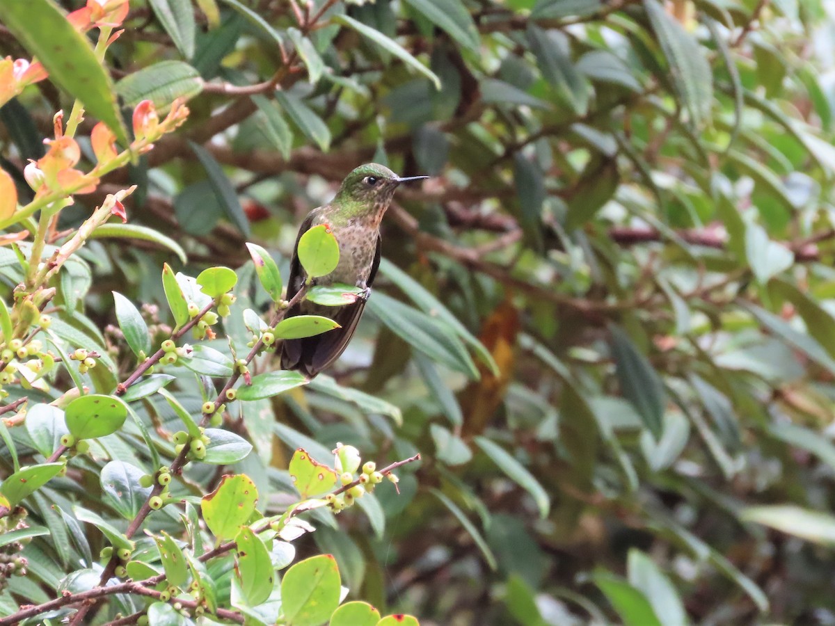 kolibřík dřišťálový - ML465782161