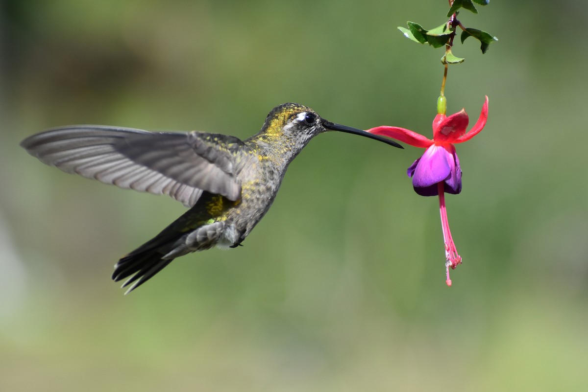 Rivoli's Hummingbird - ML465782421