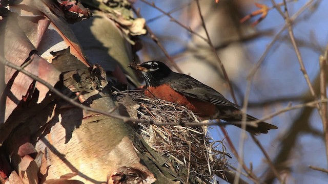 American Robin - ML465783