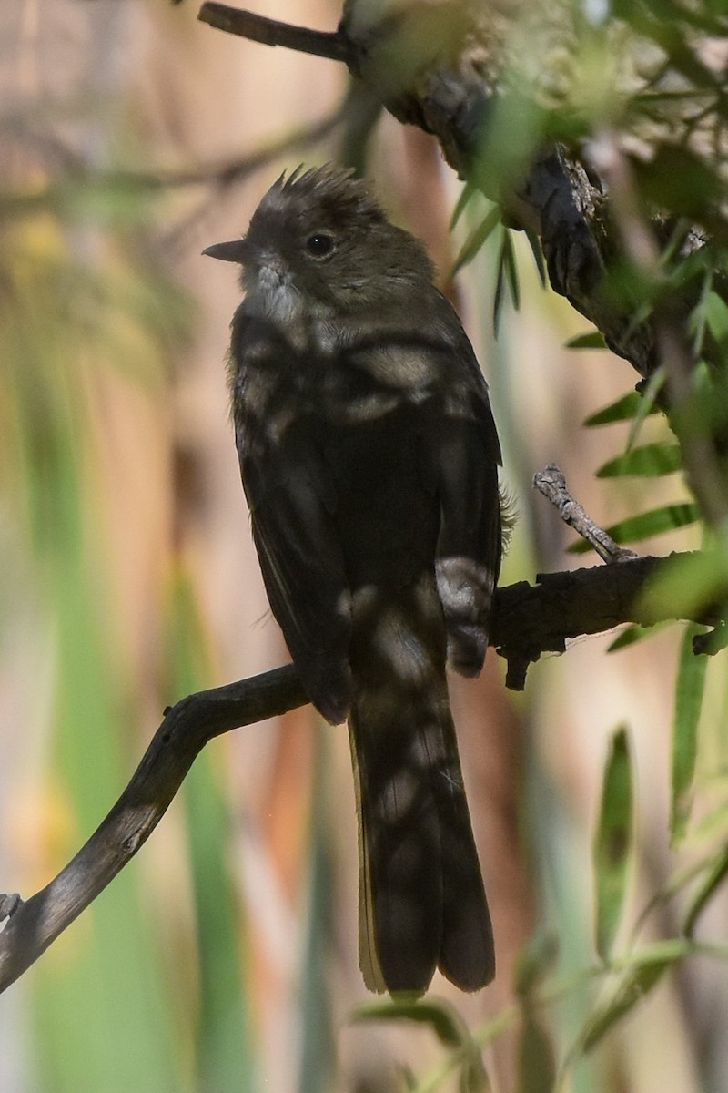 White-crested Elaenia - ML465783461