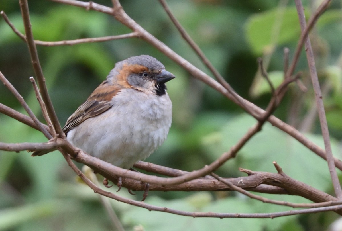Kenya Rufous Sparrow - ML465783701