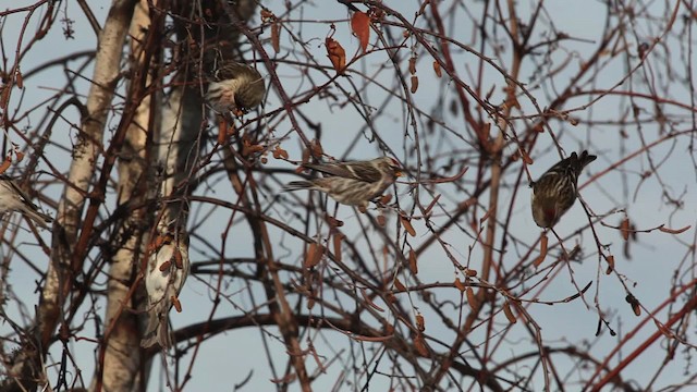 Redpoll (Common) - ML465784