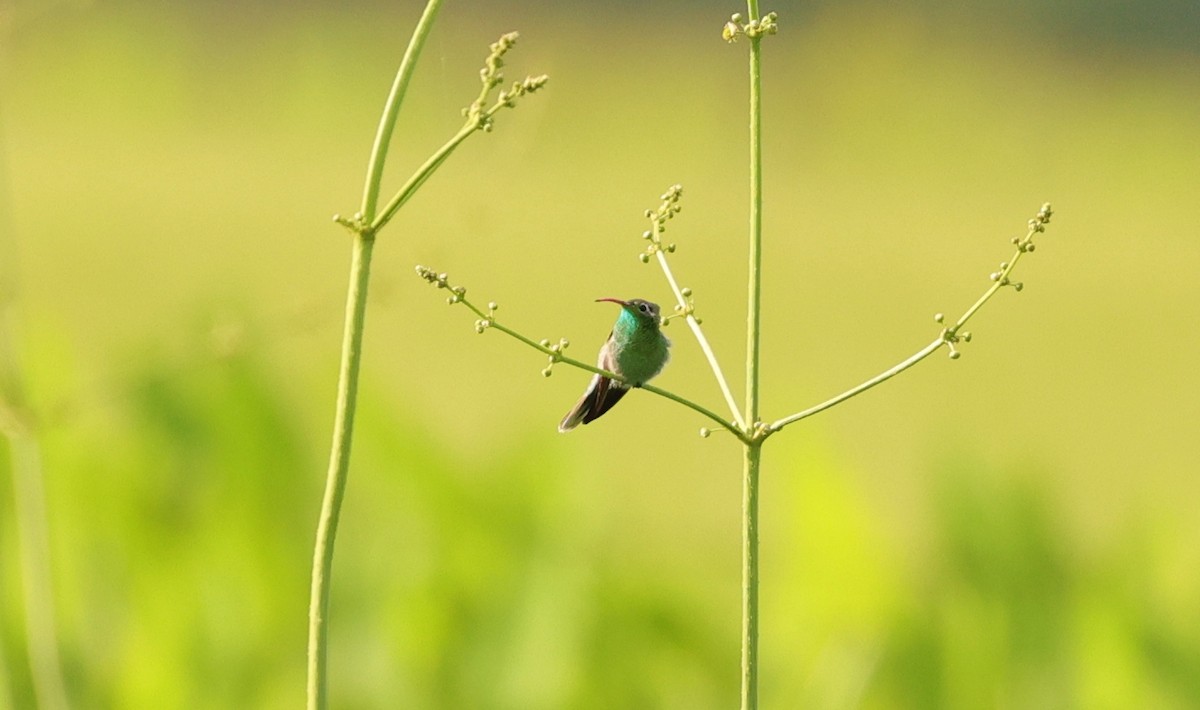 White-tailed Goldenthroat - ML465784691