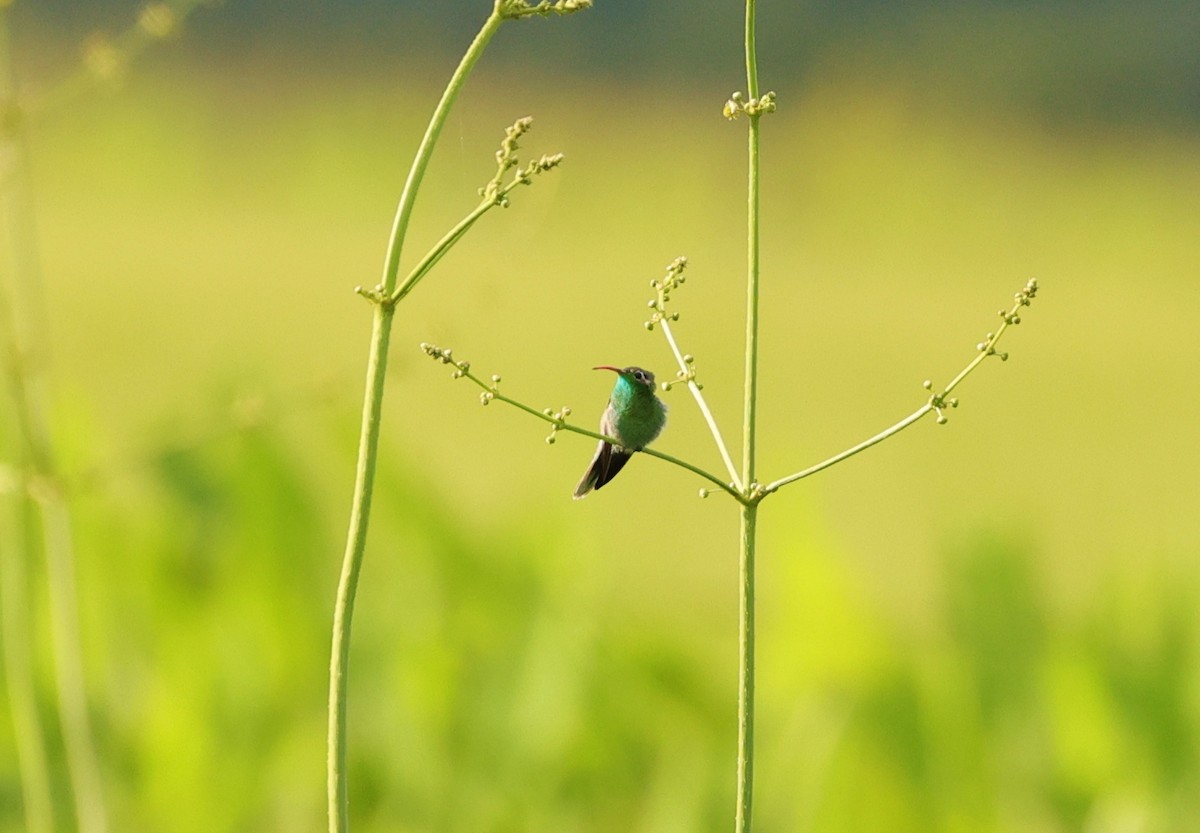 White-tailed Goldenthroat - ML465784711