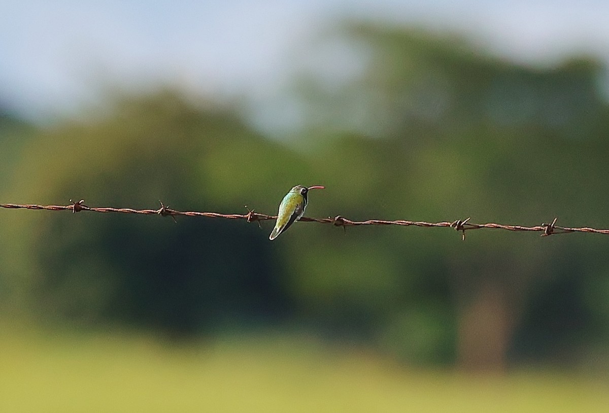 Colibrí Guainumbí - ML465784911