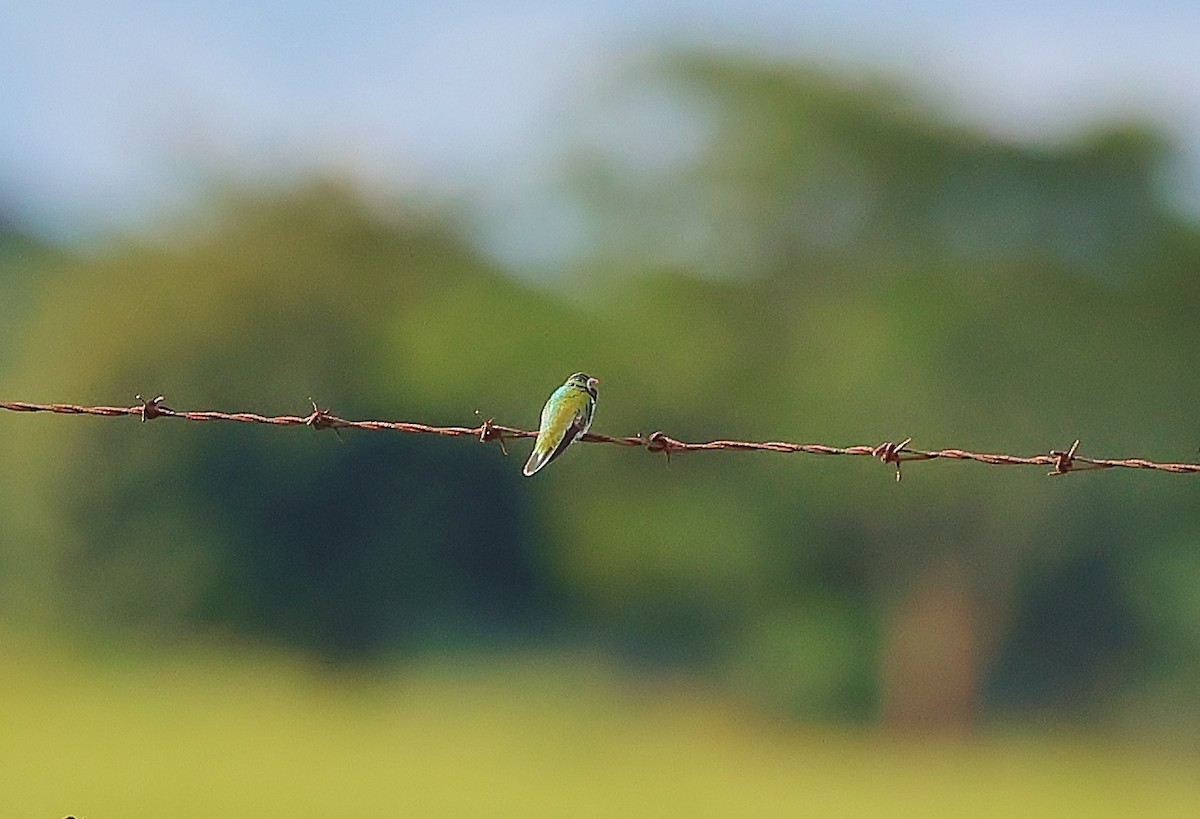 Colibri guaïnumbi - ML465784921